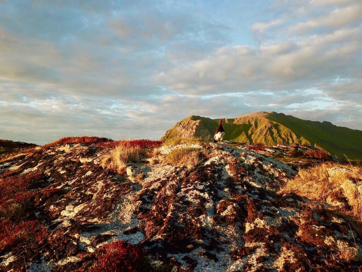 Midnight Sun View Lofoten Leknes Extérieur photo
